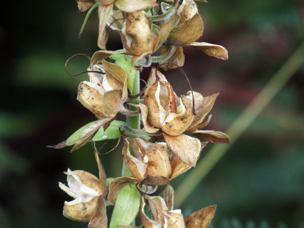 foxglove / Digitalis purpurea: The fruit of _Digitalis purpurea_ is a 2-valved capsule.