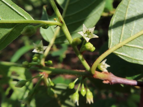 alder buckthorn / Frangula alnus: The flowers of _Frangula alnus_ are small, white and 5-parted with triangular petals, rather reminiscent of those of _Thesium humifusum_.