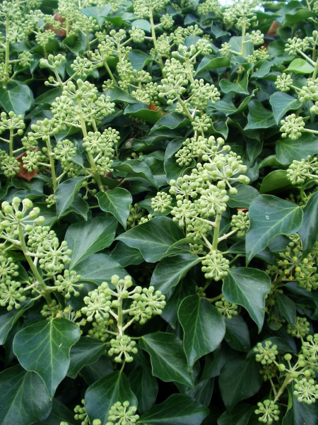 common ivy / Hedera helix: _Hedera helix_ is a very common climbing plant found throughout the British Isles on trees, buildings, and trailing along the ground in more open habitats; it is difficult to distinguish from its westerly relative, _Hedera hibernica_.