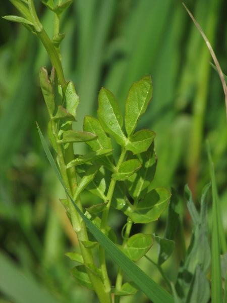 large bitter-cress / Cardamine amara: Leaves