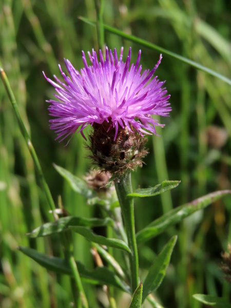 slender knapweed / Centaurea debeauxii