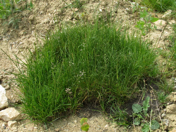 spreading meadow-grass / Poa humilis
