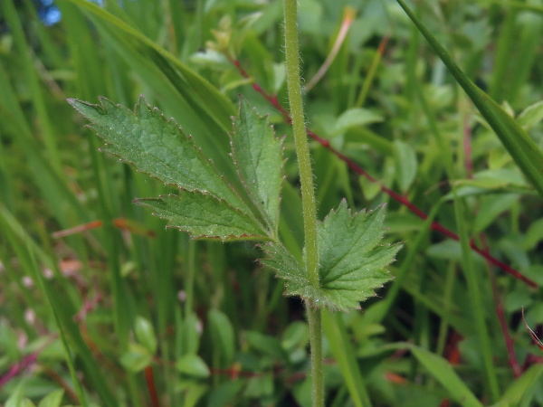 wood avens / Geum urbanum: The leaves of _Geum urbanum_ are 3-lobed, with large stipules.