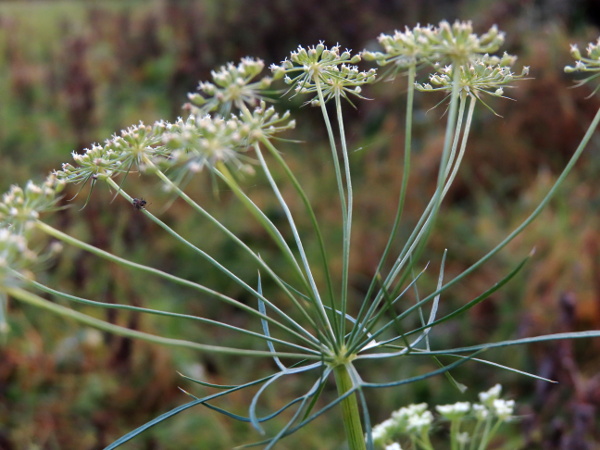 bullwort / Ammi majus: The umbel-rays of _Ammi majus_ don’t close up in fruit, like those of _Visnaga daucoides_ and most _Daucus carota_ do.