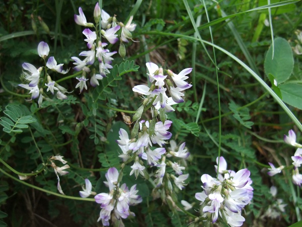 Alpine milk-vetch / Astragalus alpinus