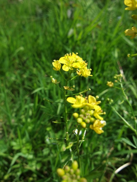 creeping yellow-cress / Rorippa sylvestris: Flowers and developing fruit