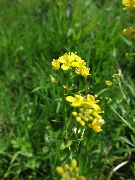 creeping yellow-cress / Rorippa sylvestris: Flowers and developing fruit