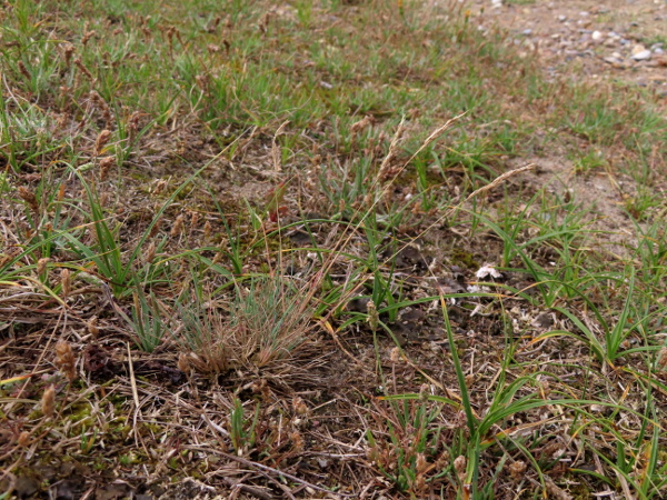 grey hair-grass / Corynephorus canescens: _Corynephorus canescens_ is a rare grass of sand dunes and shingle, almost exclusively in East Anglia.