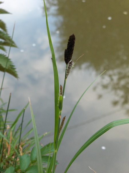 lesser pond-sedge / Carex acutiformis: _Carex acutiformis_ has smaller glumes and utricles than _Carex riparia_, and more sharply pointed ligules.