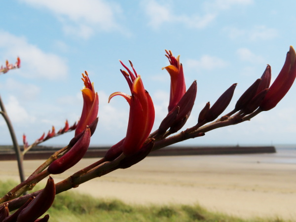 lesser New Zealand flax / Phormium cookianum: _Phormium cookianum_ differs from _P. tenax_ by its smaller size, and the curving back of some of the tepals.