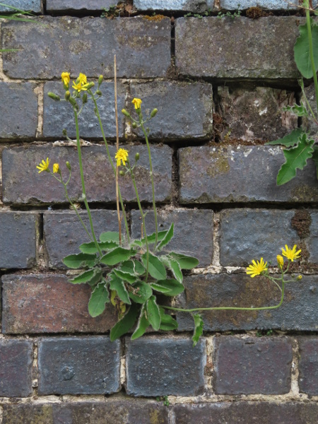 hawkweeds / Hieracium sect. Hieracium: The various agamospecies in _Hieracium_ sect. _Hieracium_ have many basal leaves but very few stem-leaves.