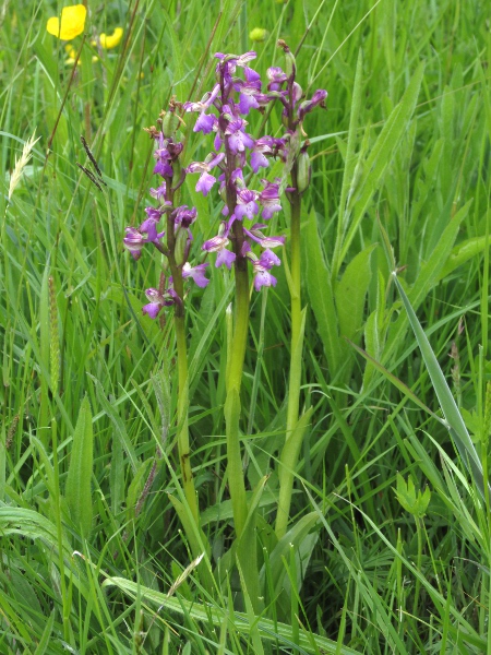 green-winged orchid / Anacamptis morio