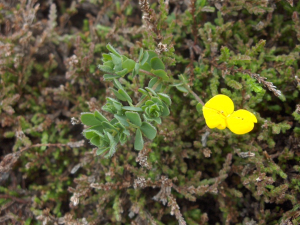 hairy bird’s-foot trefoil / Lotus subbiflorus: _Lotus subbiflorus_ is a rare plant of coastal habitats, mostly on the south-western peninsula.