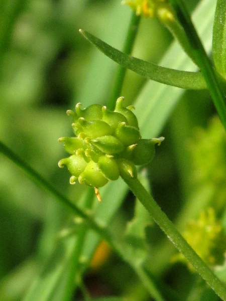 goldilocks buttercup / Ranunculus auricomus: Head of achenes