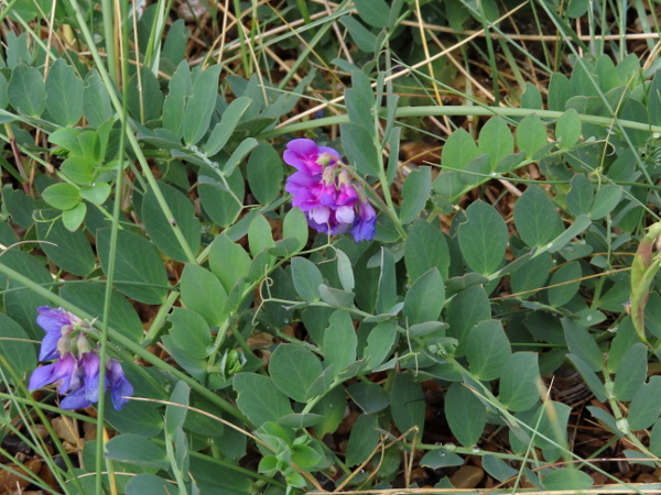 sea pea / Lathyrus japonicus: _Lathyrus japonicus_ grows on some shingle beaches, especially in south-eastern England; it has a few, large leaflets and a short terminal tendril on each leaf.