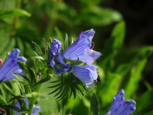 purple viper’s-bugloss / Echium plantagineum: _Echium planta­gineum_ has larger flowers than _Echium vulgare_, with only 2 of the 4 stamens protruding out of the corolla.