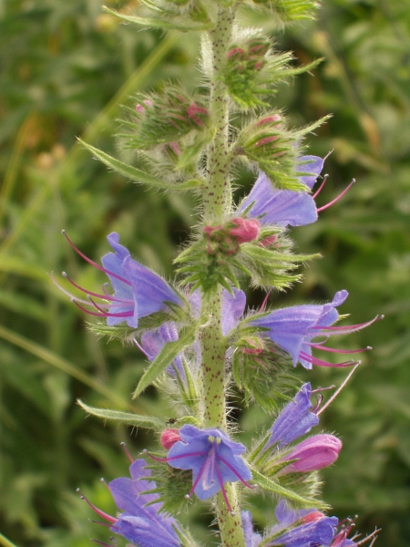 viper’s bugloss / Echium vulgare: All 4 stamens protrude from the corolla in _Echium vulgare_.