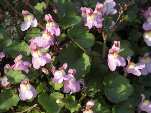 Corsican toadflax / Cymbalaria hepaticifolia: _Cymbalaria hepaticifolia_ has larger flowers than the much more widespread _Cymbalaria muralis_ and is almost hairless, unlike _Cymbalaria pallida_.