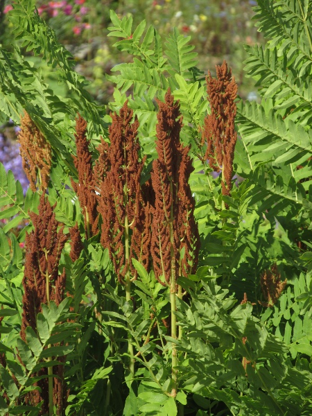 royal fern / Osmunda regalis: The fertile leaves of _Osmunda regalis_ are vastly different from the sterile leaves.