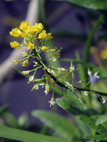 great yellow-cress / Rorippa amphibia: _Rorippa amphibia_ often produces undersized fruit containing few seeds.