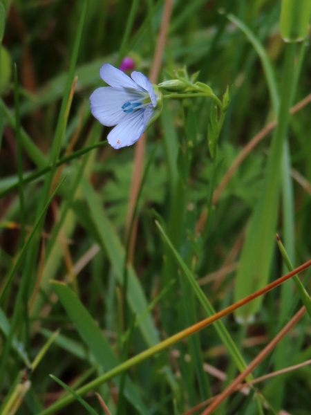 pale flax / Linum bienne: _Linum bienne_ grows in grasslands mostly near the sea in southern Britain and Ireland.