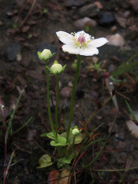 Grass of Parnassus / Parnassia palustris: _Parnassia palustris_ grows in wet, base-rich flushes in upland areas, and in fens and dune-slacks; each stem has a single cordate, sessile leaf.