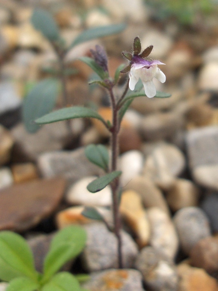 small toadflax / Chaenorhinum minus: _Chaenorhinum minus_ is a small plant that grows in various kinds of waste ground, especially over limestone and chalk.