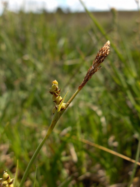 carnation sedge / Carex panicea: _Carex panicea_ is a widespread sedge that only avoids the most base-rich sorts of grassland.