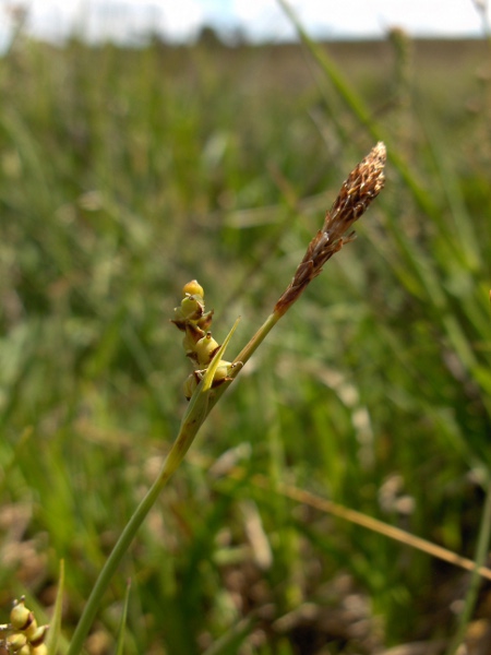 carnation sedge / Carex panicea: _Carex panicea_ is a widespread sedge that only avoids the most base-rich sorts of grassland.