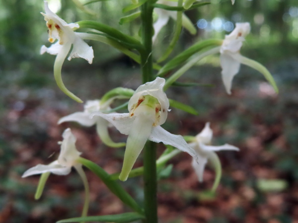 greater butterfly-orchid / Platanthera chlorantha: In _Platanthera chlorantha_, the pollinia are position quite far apart and not parallel; in _Platanthera bifolia_, they are closer together and parallel.
