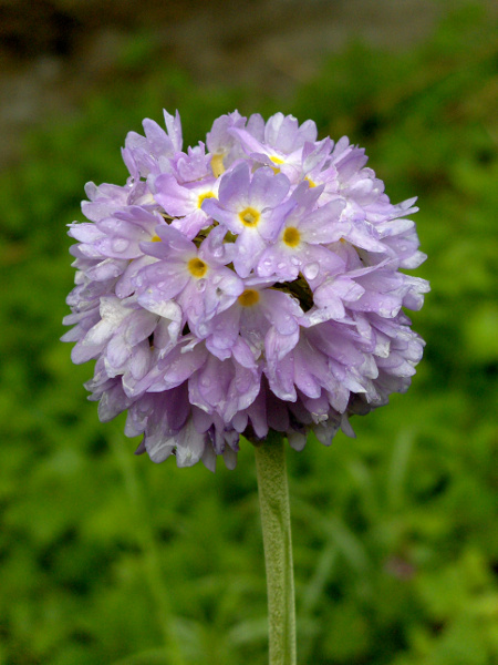 drumstick primrose / Primula denticulata: _Primula denticulata_ is a Himalayan species with dense, round heads of pale purplich flowers.