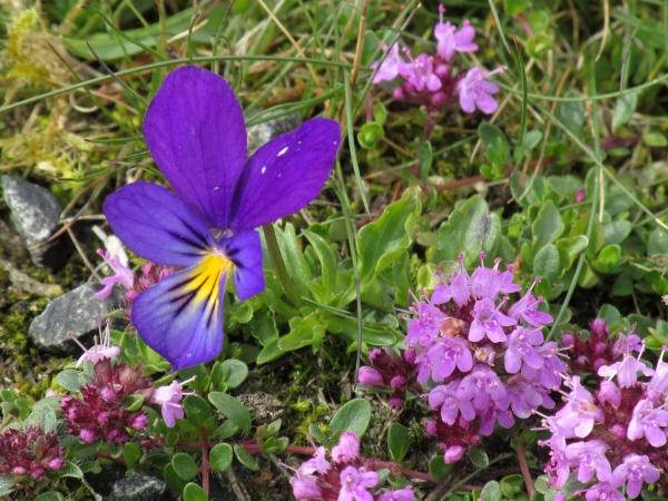 mountain pansy / Viola lutea: Despite its name, _Viola lutea_ (seen here with _Thymus drucei_) is often purple-flowered rather than yellow.