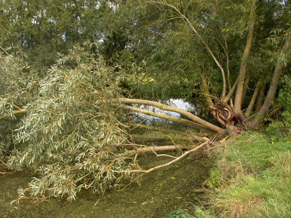 eastern crack-willow / Salix euxina: Crack willows (_Salix euxina_ and _Salix_ × _fragilis_) are so named because their stems often break.