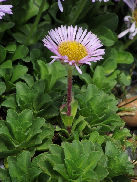 seaside daisy / Erigeron glaucus: _Erigeron glaucus_ is native to the Pacific Northwest, but is widespread on our southern coasts and in the Thames valley.