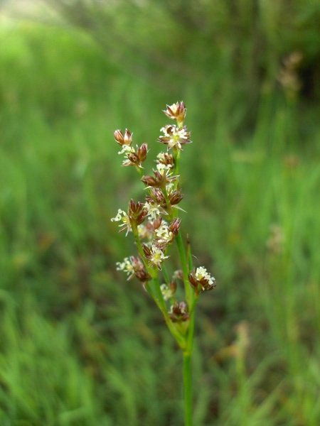 jointed rush / Juncus articulatus