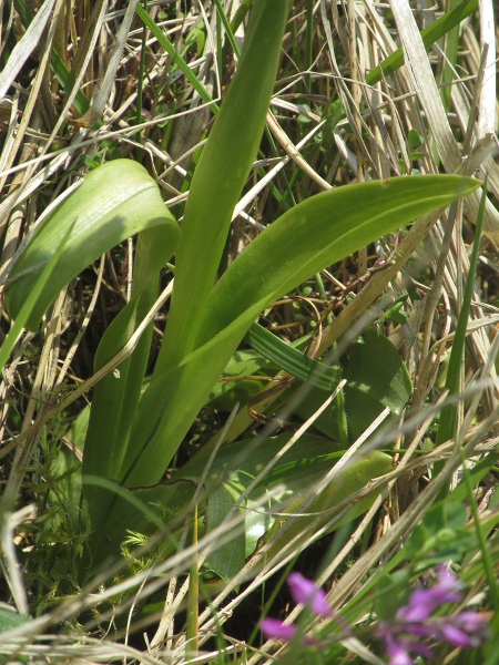 man orchid / Orchis anthropophora: _Orchis anthropophora_ is found in grassland over limestone and chalk, mostly in the North Downs.