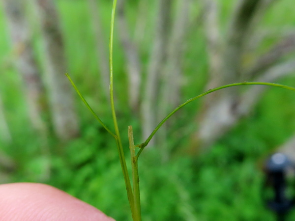 slender-leaved pondweed / Stuckenia filiformis: In _Stuckenia_ species, unlike _Potamogeton_, the stipule is fused to the leaf, forming a ligule.