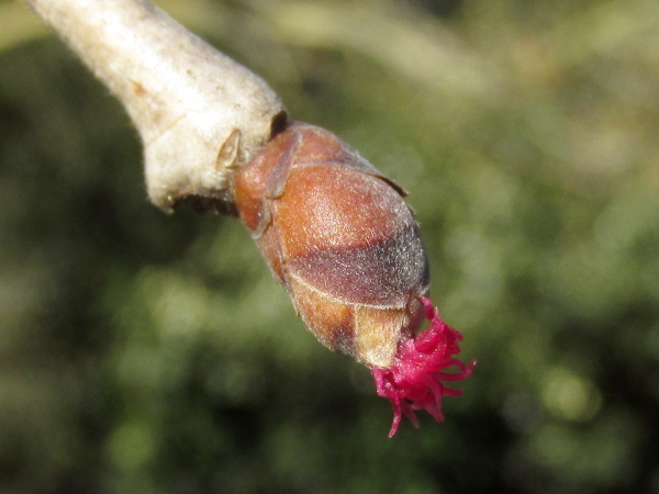 Turkish hazel / Corylus colurna: The female flowers are much smaller, with red stigmas, and borne in groups of only a few.