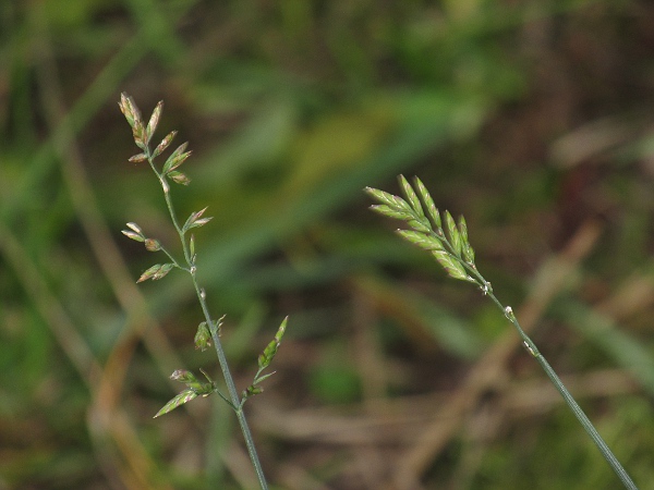 flattened meadow-grass / Poa compressa: Inflorescences