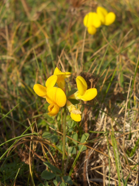 greater bird’s-foot trefoil / Lotus pedunculatus: The sinus between the calyx lobes is acute in _Lotus pedunculatus_; it is obtuse in _Lotus corniculatus_.