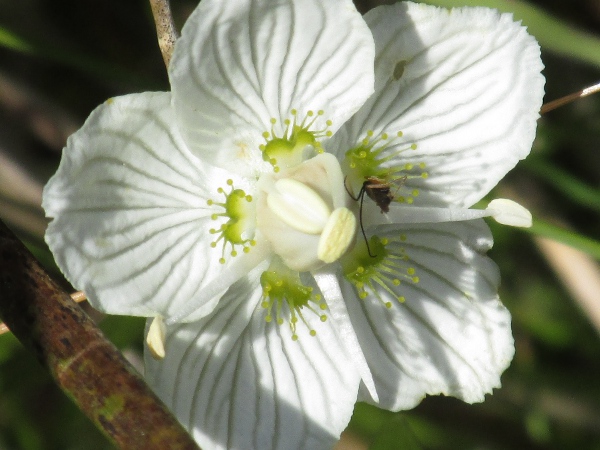Grass of Parnassus / Parnassia palustris: As well as 5 white stamens, the flowers of _Parnassia palustris_ also have 5 green fimbriate staminodes.
