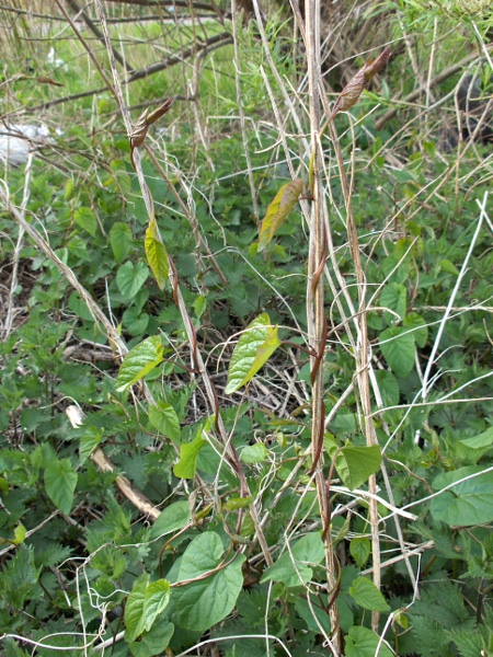 hedge bindweed / Calystegia sepium: _Calystegia sepium_ is a native species of twining vine that is very similar to the non-native _Caystegia silvatica_.