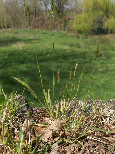 sweet vernal-grass / Anthoxanthum odoratum: Habitus