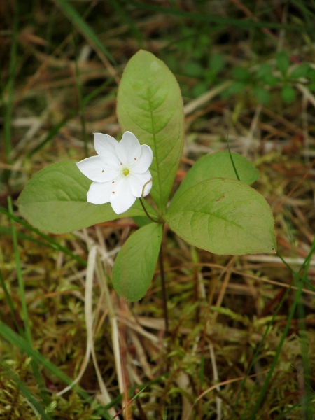 chickweed wintergreen / Lysimachia europaea: _Lysimachia europaea_ has apparently whorled leaves; it grows in woods and on moorland, mostly in the north-east of Great Britain.