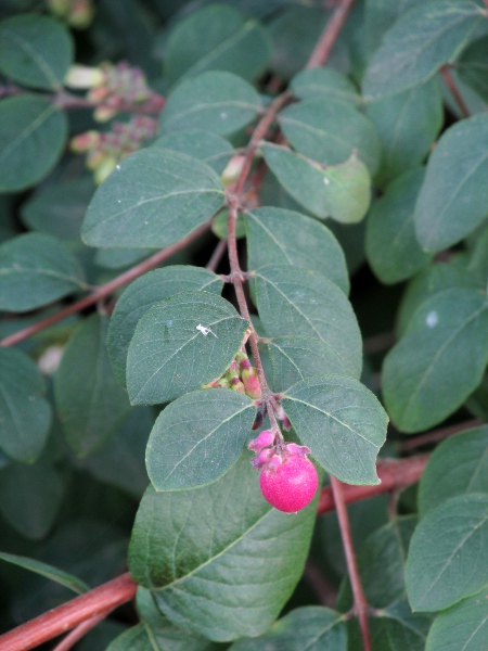 Chenault’s snowberry / Symphoricarpos × chenaultii: The fruit of _Symphoricarpos_ × _chenaultii_ turns deep pink on the side exposed to sunlight.