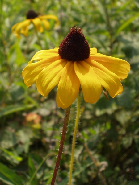 black-eyed-Susan / Rudbeckia hirta: _Rudbeckia hirta_ is a widespread plant in North America and an occasional garden escapee in the British Isles.