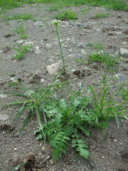 shepherd’s purse / Capsella bursa-pastoris