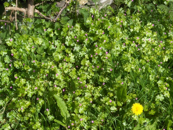 shining cranesbill / Geranium lucidum: _Geranium lucidum_ grows in calcareous lowland areas.
