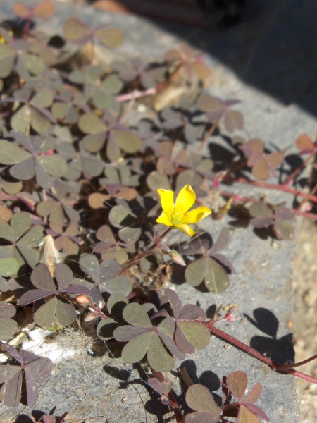 procumbent yellow sorrel / Oxalis corniculata: The leaves of _Oxalis corniculata_ var. _atropurpurea_ are a coppery colour.