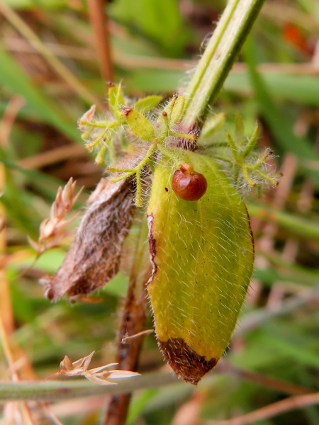 crosswort / Cruciata laevipes